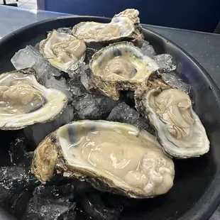 Oysters