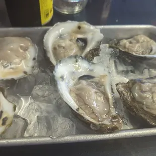 Oysters