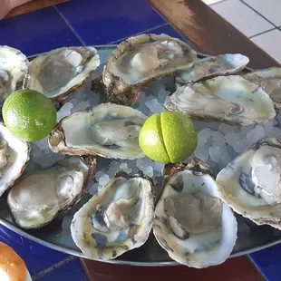 Oysters
