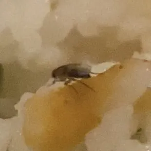 This is a roach in the food that they served.