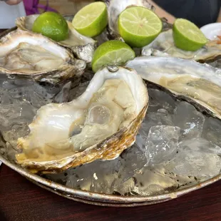 Oysters