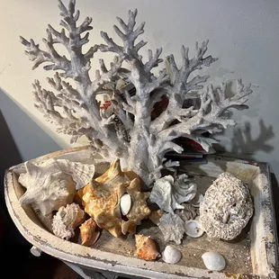 a table with shells and coral