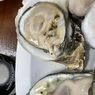 a plate of oysters