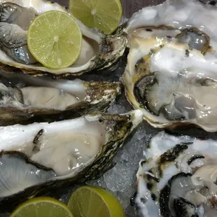 Oysters