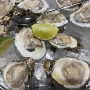 Oysters