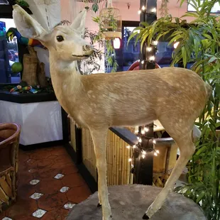 Oh Deer..l ol l