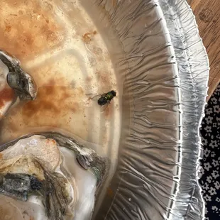 Fly in the oysters