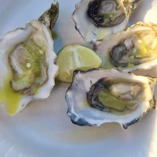 Oyster