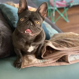 a dog sitting on a couch