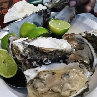 Oysters