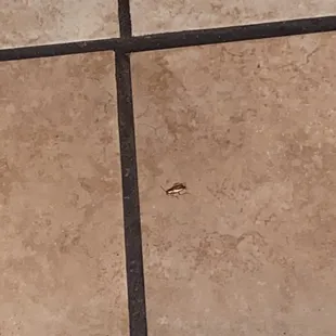 Cockroach in the floor of the restaurant