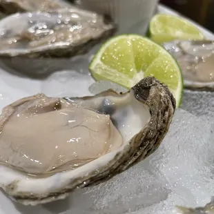 oysters.