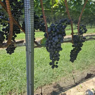 these precious grapes were well protected by the netting