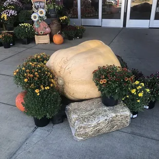 Gigantic Pumpkin