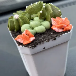 Succulent desrrt