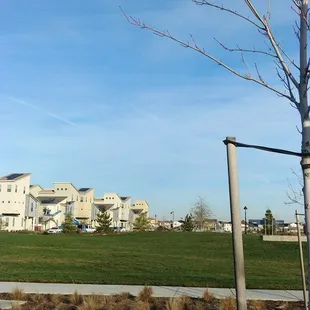 The turf