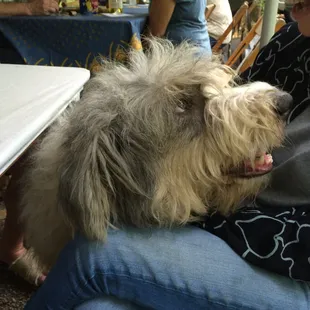 one of a pair of vineyard dogs that are soooo friendly