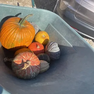 Selection of pumpkins and gourds