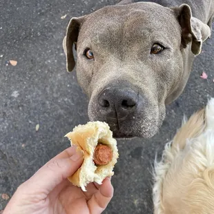 Thumper grubbing on his hot dog.