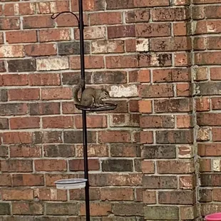 Squirrel eating from a bird feeder