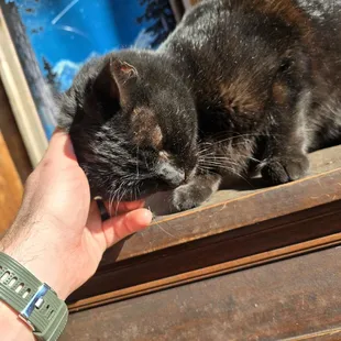 Mike the cat! Likes to be pet (but also might nip). Hint: all the cats are named Mike.