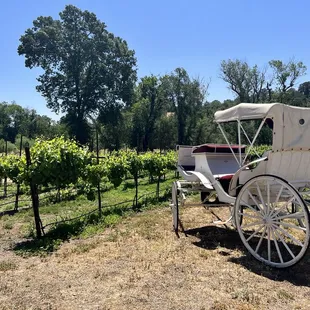 Beautiful vineyard - great place to celebrate a special occasion