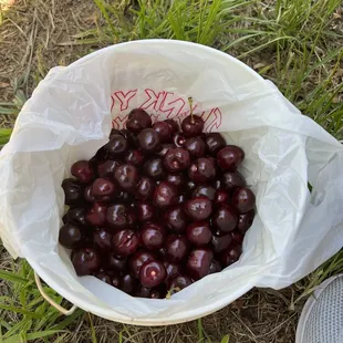 Bucket of Cherries