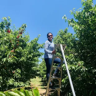 Lot of good cherries on the top of the tree