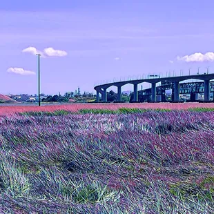 Marsh Observation Area Trailhead