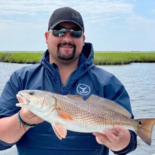 Marsh on the Fly