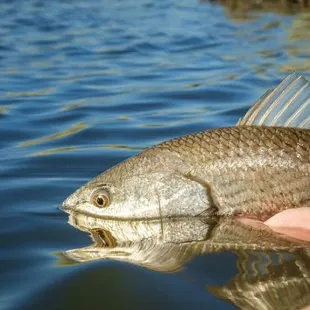 Fly fishing in Louisiana