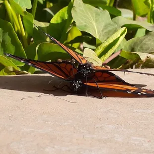 Monarchs. I was informed that this was 2 males doing who knows what, lol....