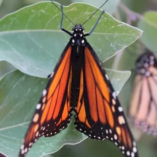 Monarch Butterfly