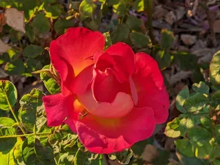 The Rose Garden At Mesa Community College
