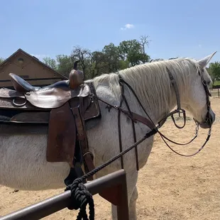 Justin&apos;s a big boy at 16 hands!