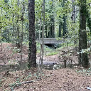 The view of the marsh and of the walking bridge