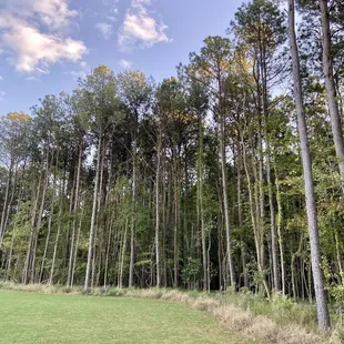 Tall, established trees make up the wooded area that surrounds the open field