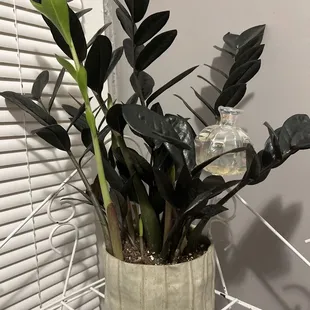 Beautiful Raven ZZ &amp; pot from the shop!