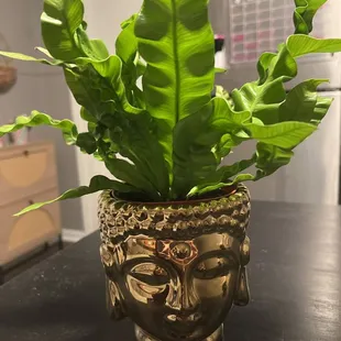 'Crispy Wave' (pot not from shop).