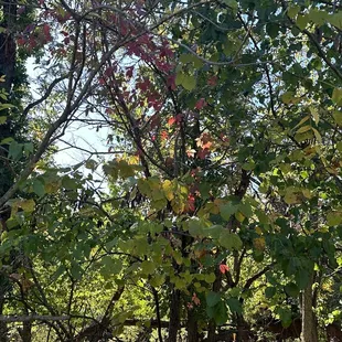 Fall colors!