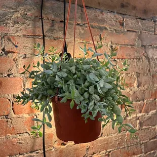 a hanging plant