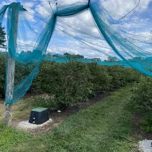 Blueberry field