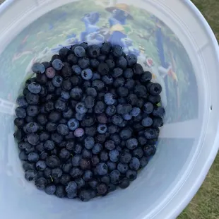 Blueberries