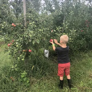 a young boy picking apples from a tree