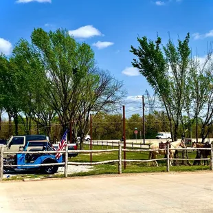 a horse and buggy in a fenced in area