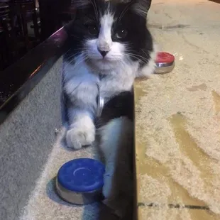 Bell! She ambled in one day, parked herself on a seat at the bar and commenced getting to know everyone.