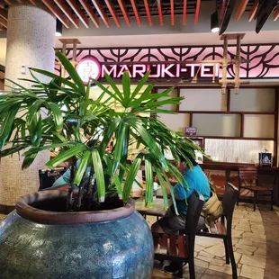 a woman sitting at a table with a potted plant
