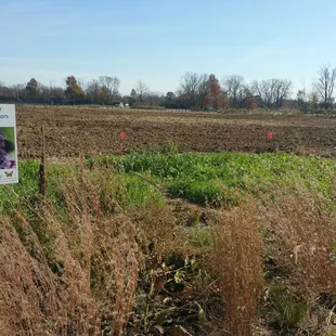 *Native perennial habitat* This is part of the growing Fields community garden at the park right next to the Eagle Creek Trail