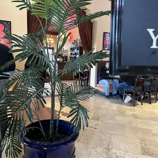 a palm tree in a blue pot