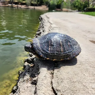 Turtle on the edge of the pond.